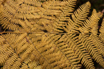 lone bracken,Pteridium, wide shot within pine forest during autumn/fall with copper/bronze colour in Scotland. 