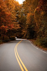road in autumn