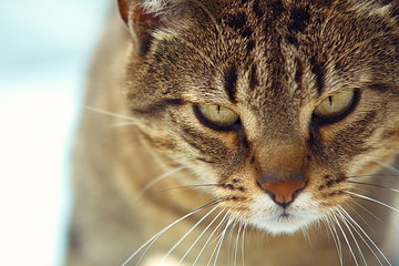 Chat posture de fauve