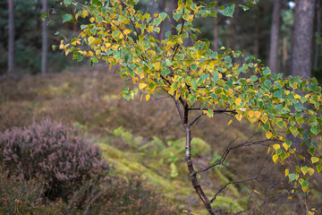 Autumn Birch tree, Betula with the orange/yellow of fall of trunk/branch and backdrop within pine forest in Scotland.