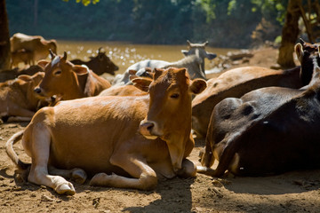 cows Luang Prabang Laos