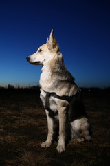 Portrait of the happy dog at the sunset. Cute mixed breed mutt against landscape.