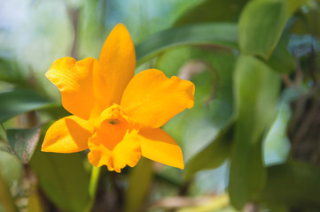 Orange orchid flowers blooming in the garden, natural background blur.