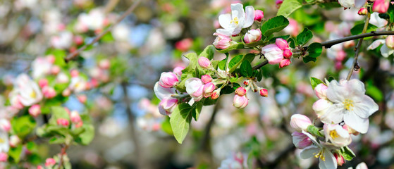 Flowers of an apple tree. Shallow depth of field. Wide photo.