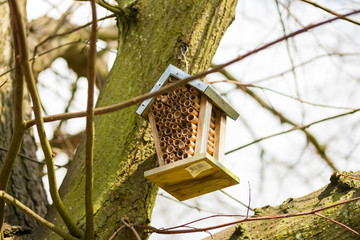 Ladybird wooden shelter seen hanging from a high branch within a nature reserve. Used to give Beatles a home and to help numbers thrive during springtime.
