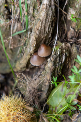 small mushrooms in the forest