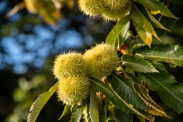 chestnut tree close up