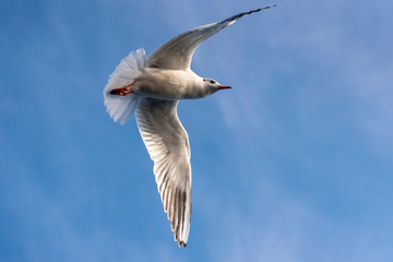 seagull in flight