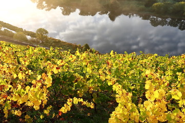 herbstliche bunter Weinberg an der Mosel