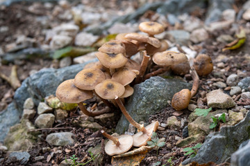 mushrooms in the forest