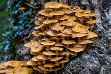 mushrooms on a tree