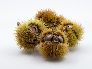 Group of chestnut cupule with several fruits visible inside