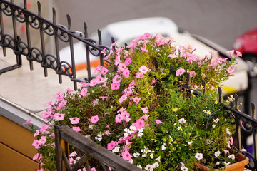 flower bed on the terrace of the old house