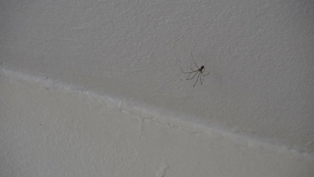 Dady Long Legs Spider (Pholcidae) on The White Wall