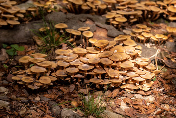 mushrooms in the forest soil
