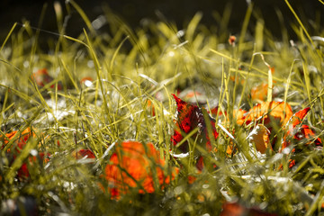 the yellowed leaves fell into the still green grass. close-up picture. autumn. warm days.