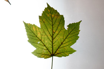 Macro close up of autumn leaves. Red yellow and green leaf as an autumn symbol isolated white background.  Leave texture. Structure of leaf natural background. Macro texture. Macro on Autumn  Foliage