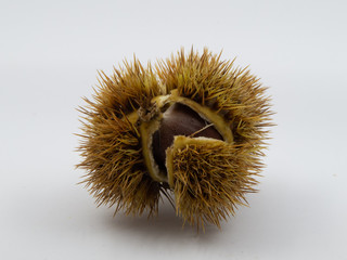 Chestnuts in open spiny cupule