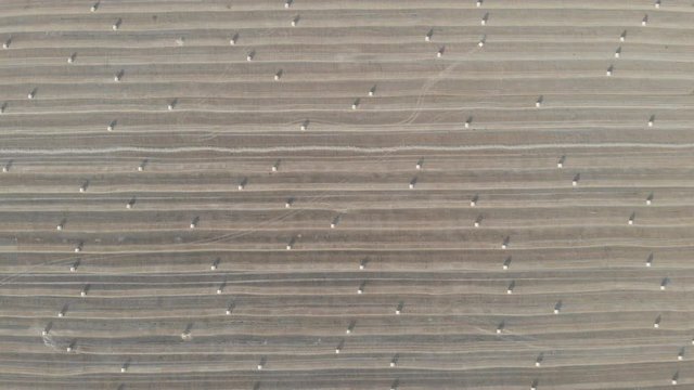 Flight over crop wheat or rye field with stook hay straw bales. Harvest agriculture farm rural aerial 4k video background. Bread production concept.