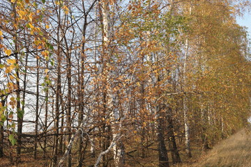 autumn birch leaf in the sun
