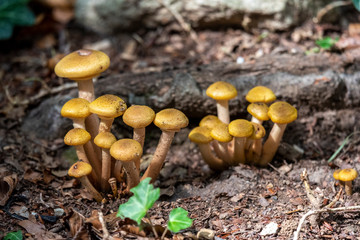 mushrooms growing in forest
