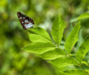 White and Black Butterfly at the end of a Branch