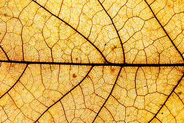 Macro close up of autumn leaves. Red yellow and green leaf as an autumn symbol isolated white background.  Leave texture. Structure of leaf natural background. Macro texture. Macro on Autumn  Foliage