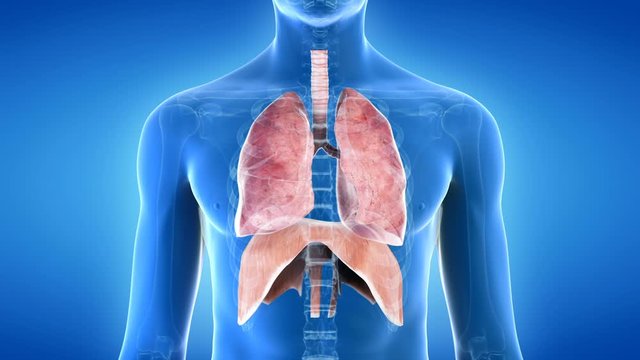 Human lungs and diaphragm inflating and deflating against a blue background, animation.