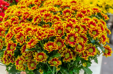 chrysanthemum flowers in a bouquet for a holiday