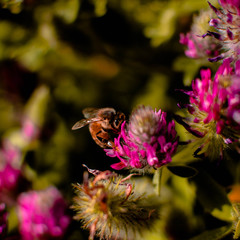 bee on flower