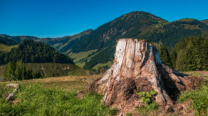 Beautiful alpine view with a tree stump at Fieberbrunn, Tyrol, Austria