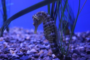 Serine Seahorse