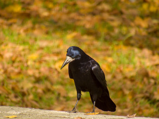 blackbird on the fence