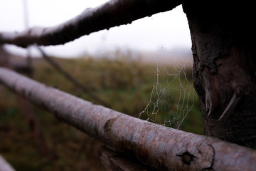 Drops of dew on a web in a foggy field. Cobweb dew macro view. Network network falls on the background of the field in the morning. Spider web (web) web closeup background. Cobweb on the fence
