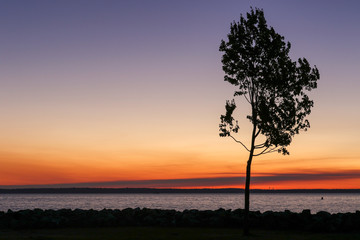 single tree at sunset