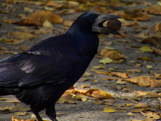 Black crow with walnut