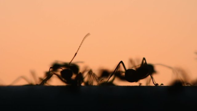 Photos backlight twilight. Many ants are walking around.