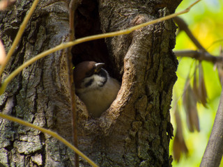 Sparrow in the hollow
