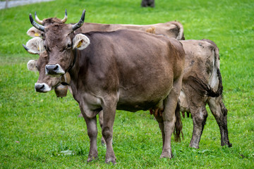 Naklejka na ściany i meble herd of cows on a green field