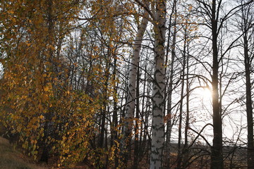 autumn birch leaf in the sun
