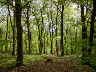 Baum in Deutschland im Sommer