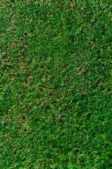 green grass background