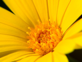 closeup of yellow flower