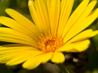 closeup of yellow flower