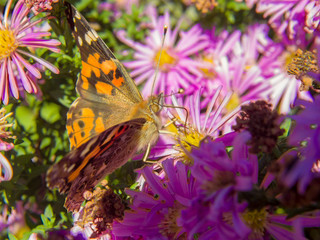 butterfly on a flower