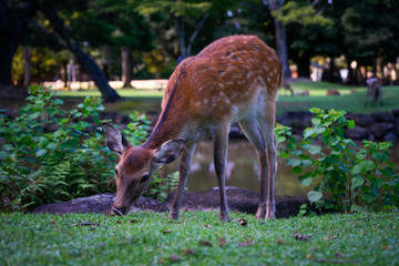 Doe of nara park, Japan