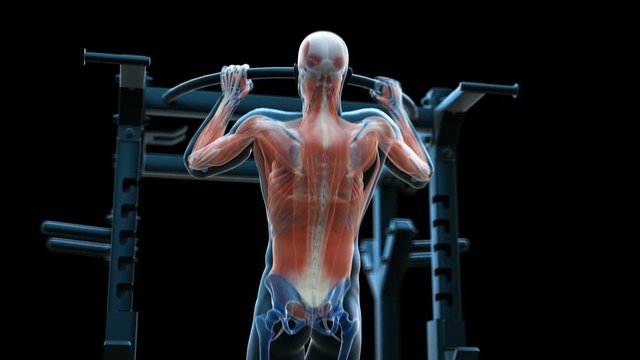 Human muscles of a person doing pull ups, animation.