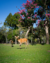 Deer of nara park, Japan