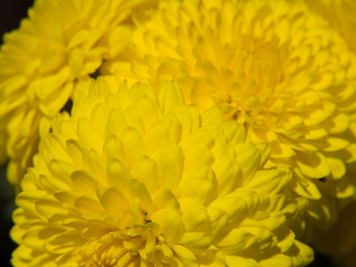 yellow flower