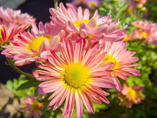 flower in the garden